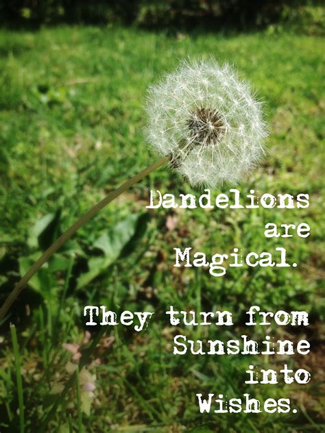 Dandelion magic book